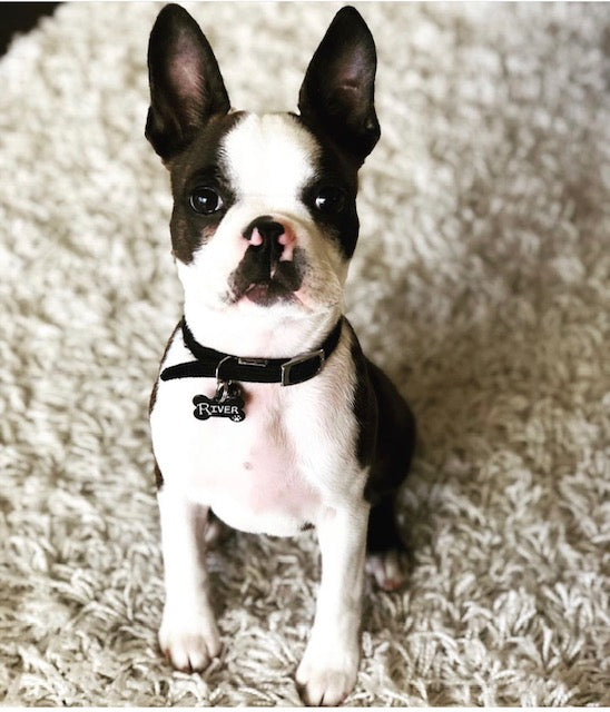Pet Accessories